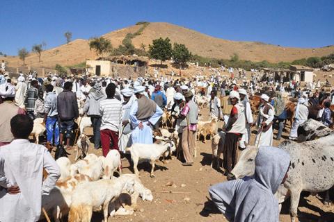 Animal Market in Eritrea
