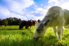 Cow eating grass