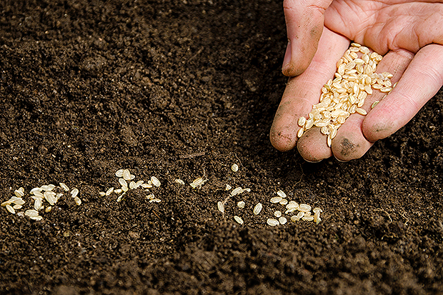  A hand palm holding seeds, ready to plant