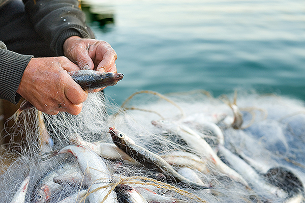Fisherman
