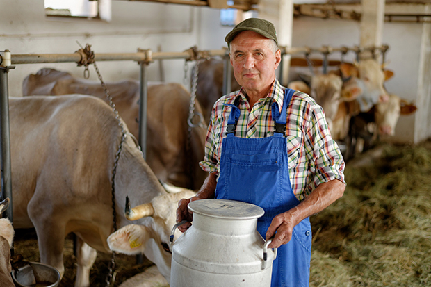 Cow and a farmer