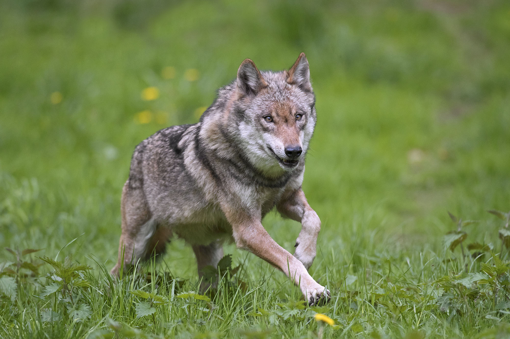 European gray wolf