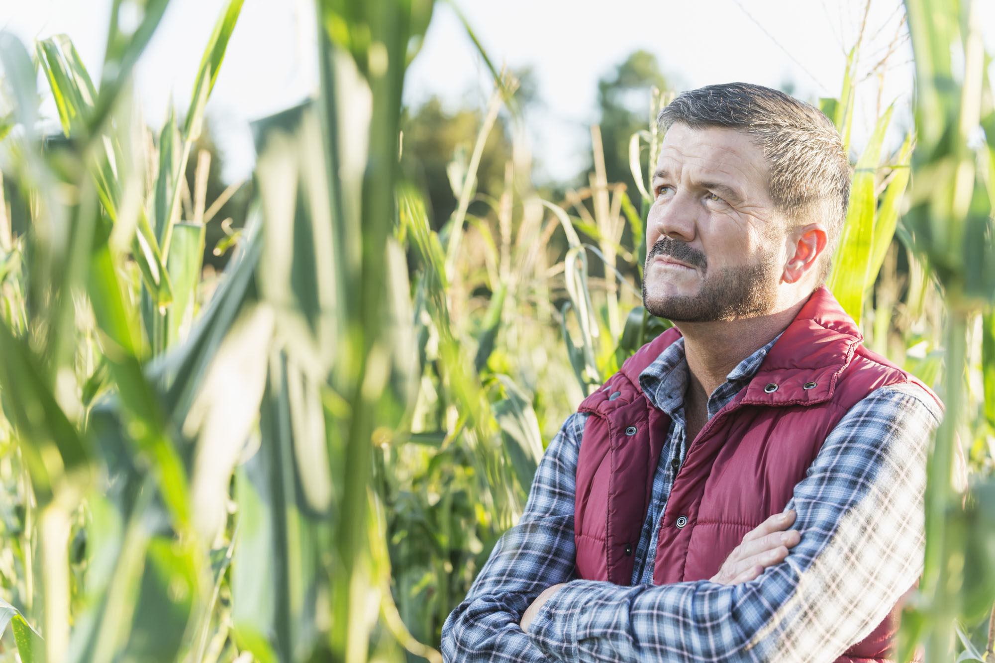 A farmer, mature man in his 50s, standing in the middle of a field of corn