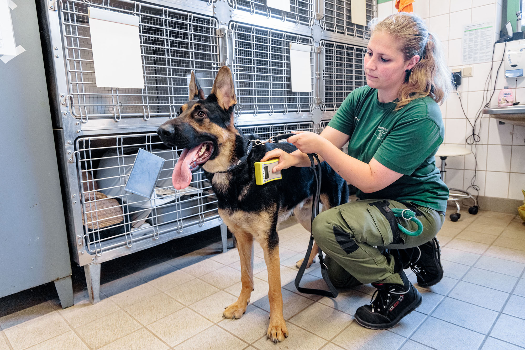 Animal keeper Ann-Kristin uses a transponder to check whether found dog Astra is wearing an identification chip over his left shoulder
