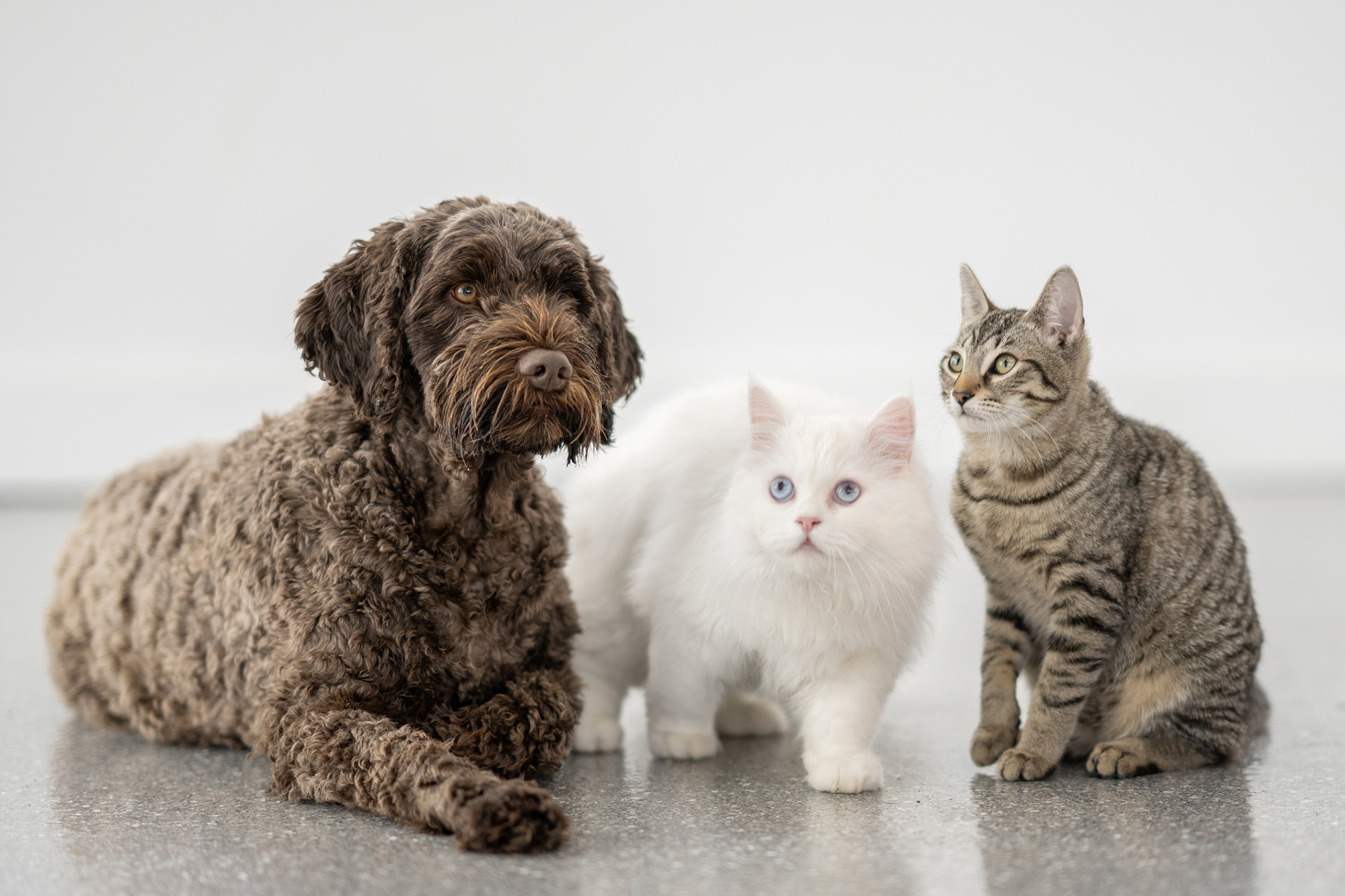 Ann-Kristin állatgondozó egy transzponderrel ellenőrzi, hogy a talált kutya, Astra visel-e azonosító chipet a bal vállán.