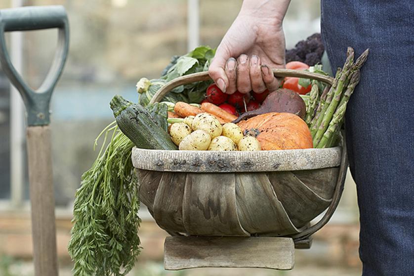 Person carrying basket of assorted vegetables in field
