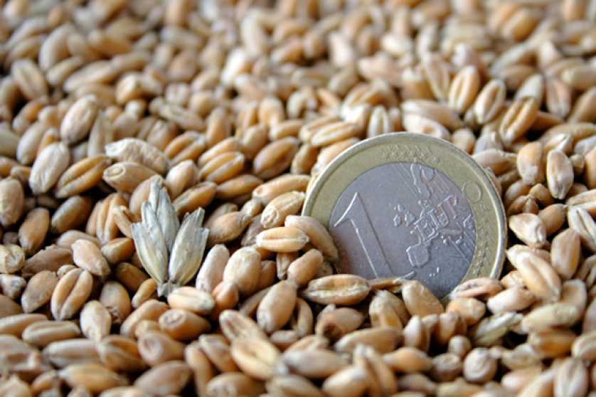 One euro coin among wheat grains