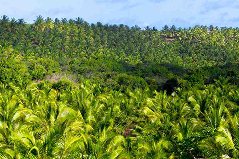 Palm Plantation