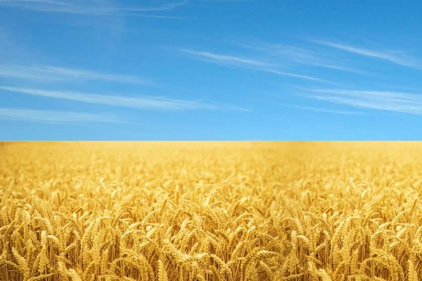 Yellow crops under blue sky