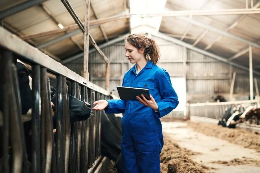 Una giovane donna usa una tavoletta digitale mentre lavora in un allevamento di mucche