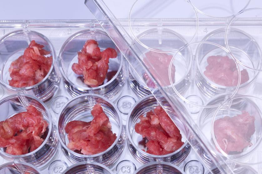 Genetic testing of meat, conceptual image