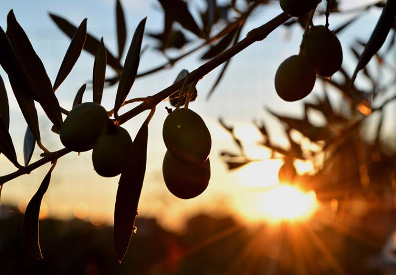 Close-up of an olive tree in the sunset