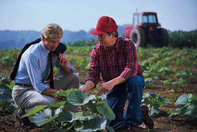 Agricultor e empresario examinam campo