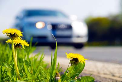 Flowers and car