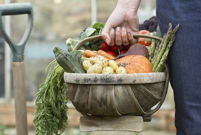 Person carrying basket of assorted vegetables in field