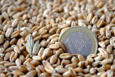 One euro coin among wheat grains