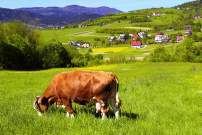 Brown white cow on a farmland