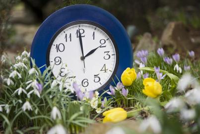 Blue clock in the middle of flower garden