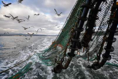 Scottish Seafood Exports At Risk If Brexit Brings Shipping Delays