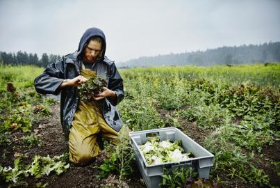 Farmer harvesting organic lettuce on farm