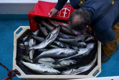 Brexit Hurts Outlook For U.K. Fisheries