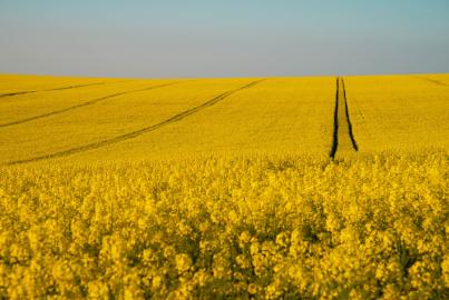 Agriculture_0 [nid:107105]