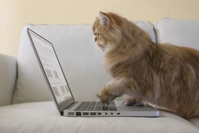 Cat at computer