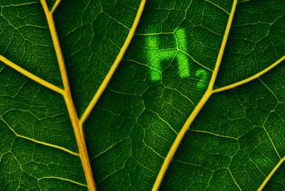 A green leaf with hydrogen written on it. 