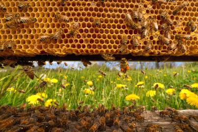 View from inside the hive