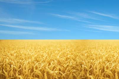 Yellow crops under blue sky