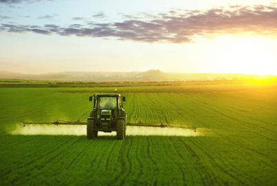 Tractor spraying a field of wheat