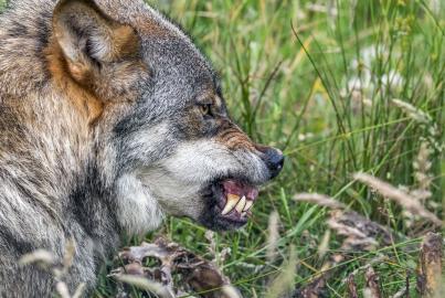 Angry, aggressive and threatened wolf