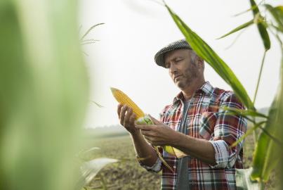 Portrait of farmer controlling corn cob in a maizefield