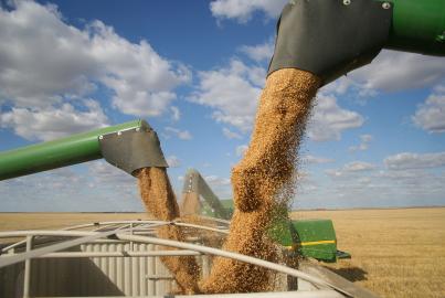 Three combines pour grain into one truck hopper at harvest