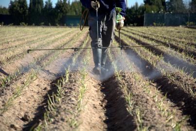 Man spraying a field of onions 
